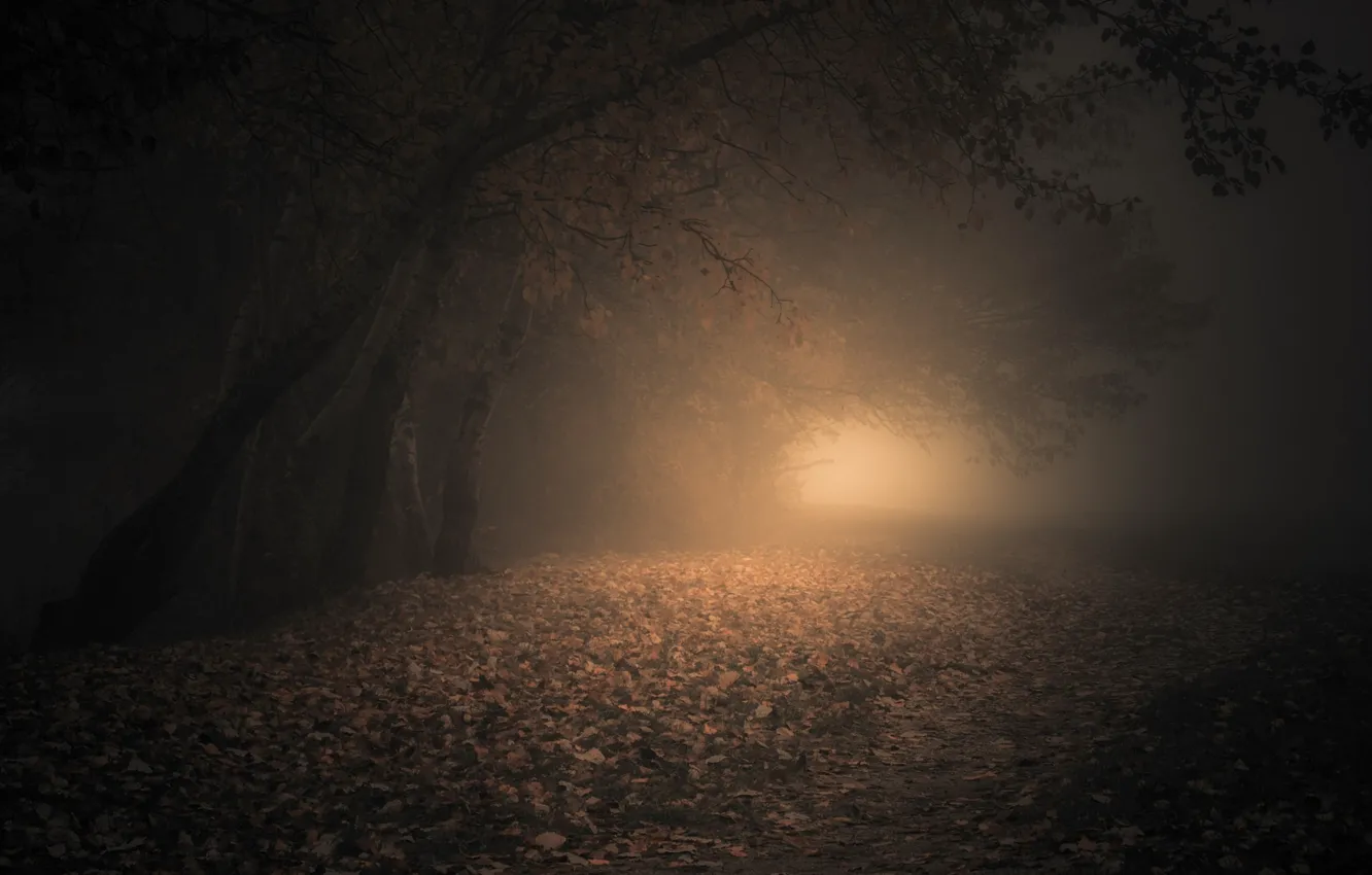 Фото обои осень, деревья, природа, туман, пасмурно, настроение, листва, дымка