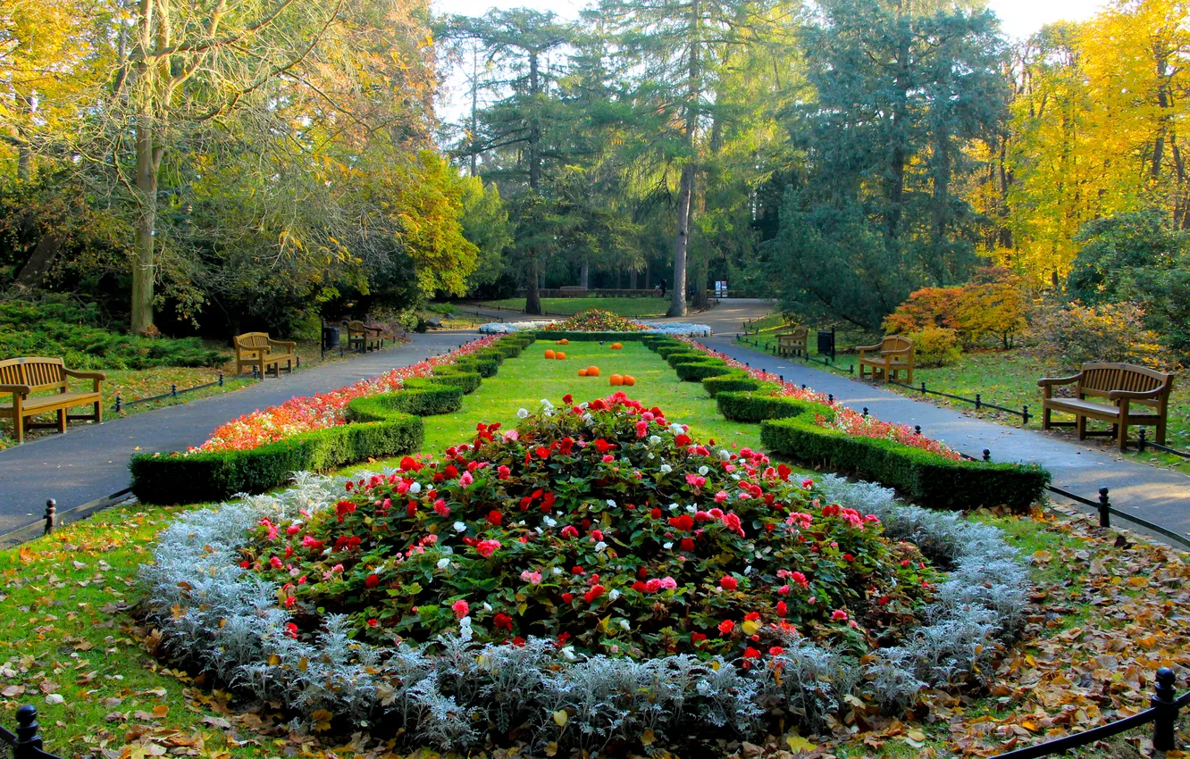 Фото обои colors, flower, park