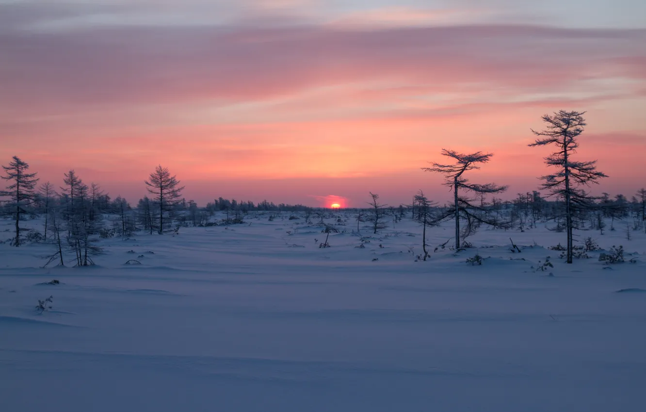 Фото обои зима, снег, деревья, восход, рассвет, Россия, Сахалин
