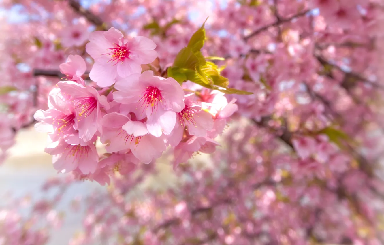 Фото обои весна, сакура, цветение