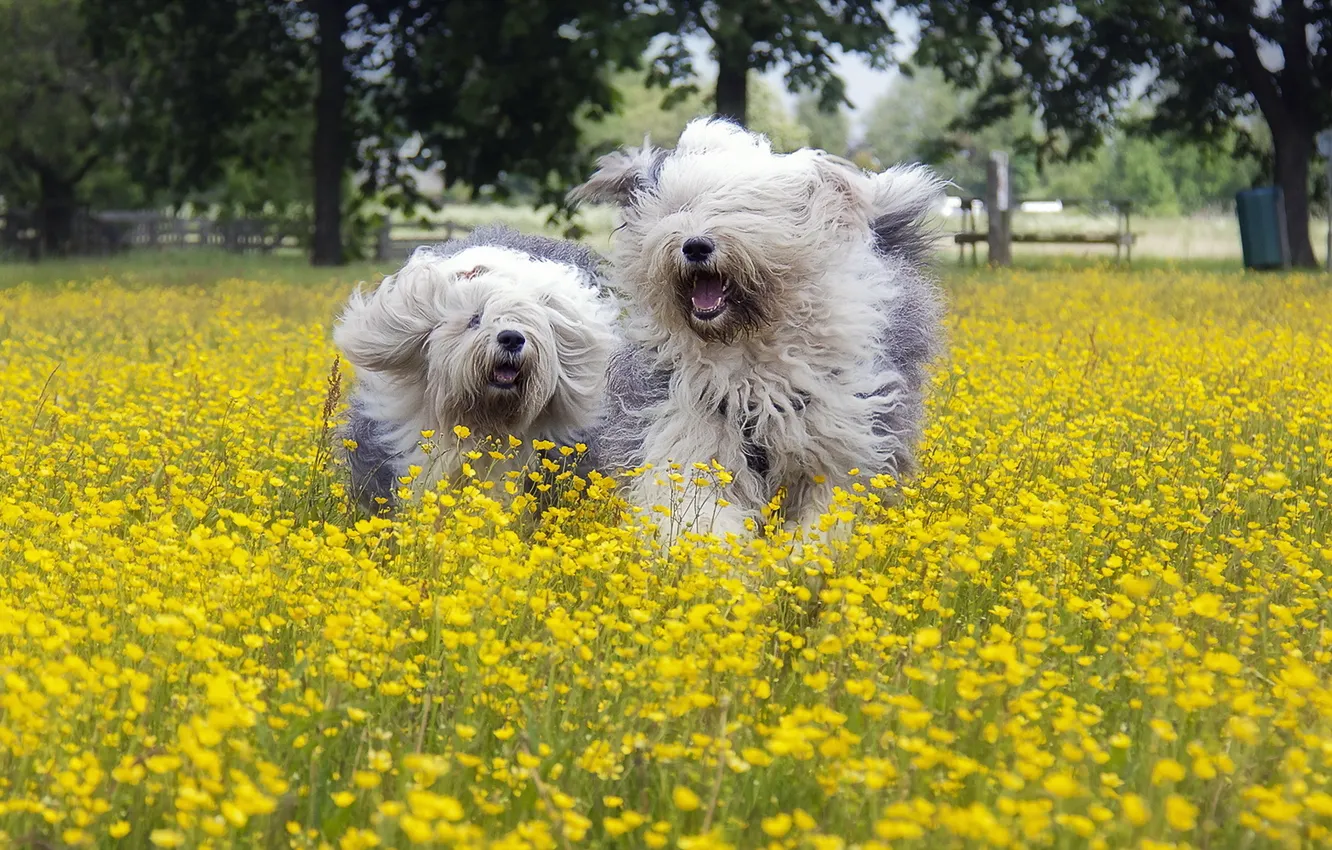 Фото обои поле, собаки, лето, свобода