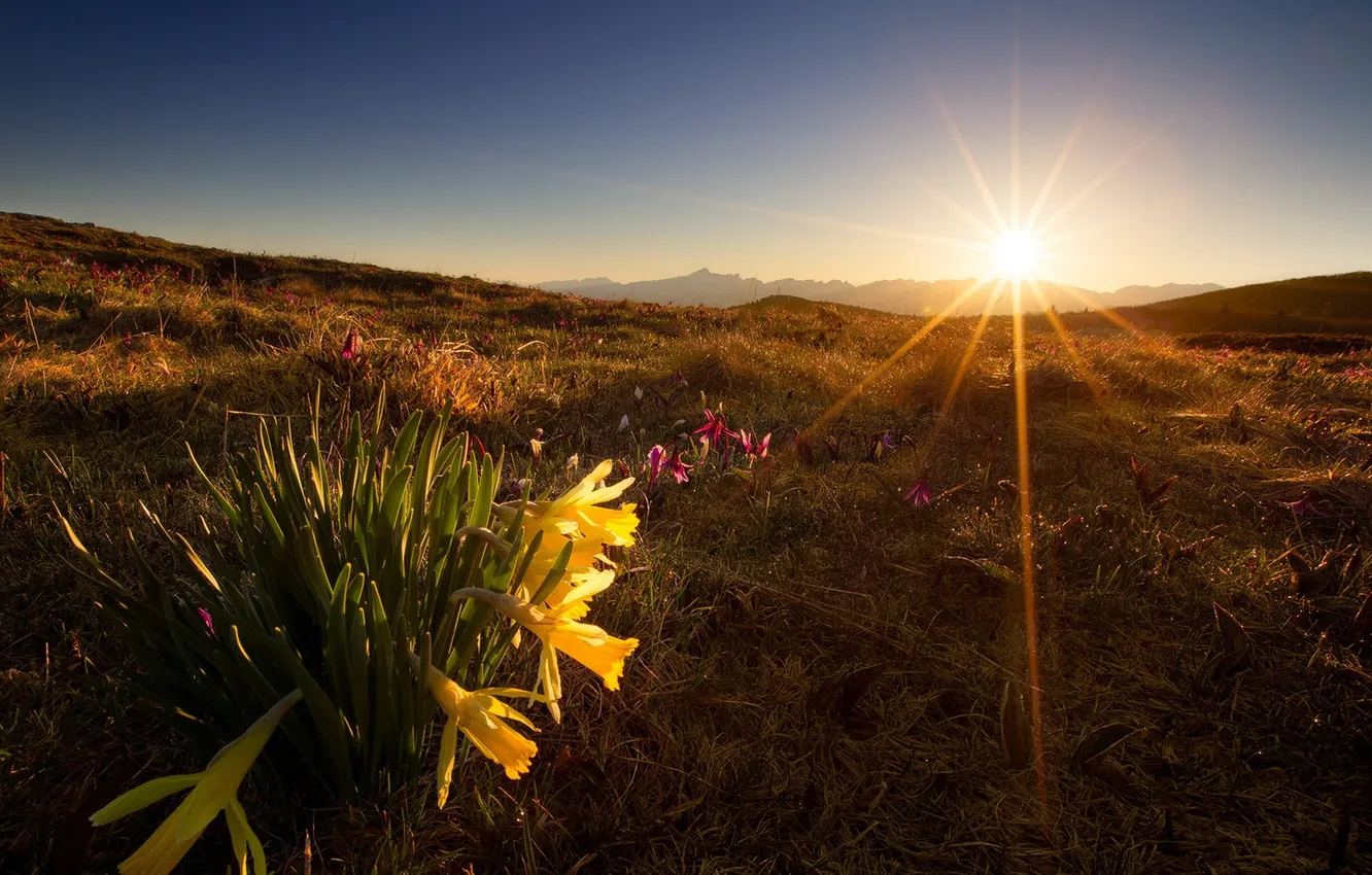 Фото обои свет, цветы, утро