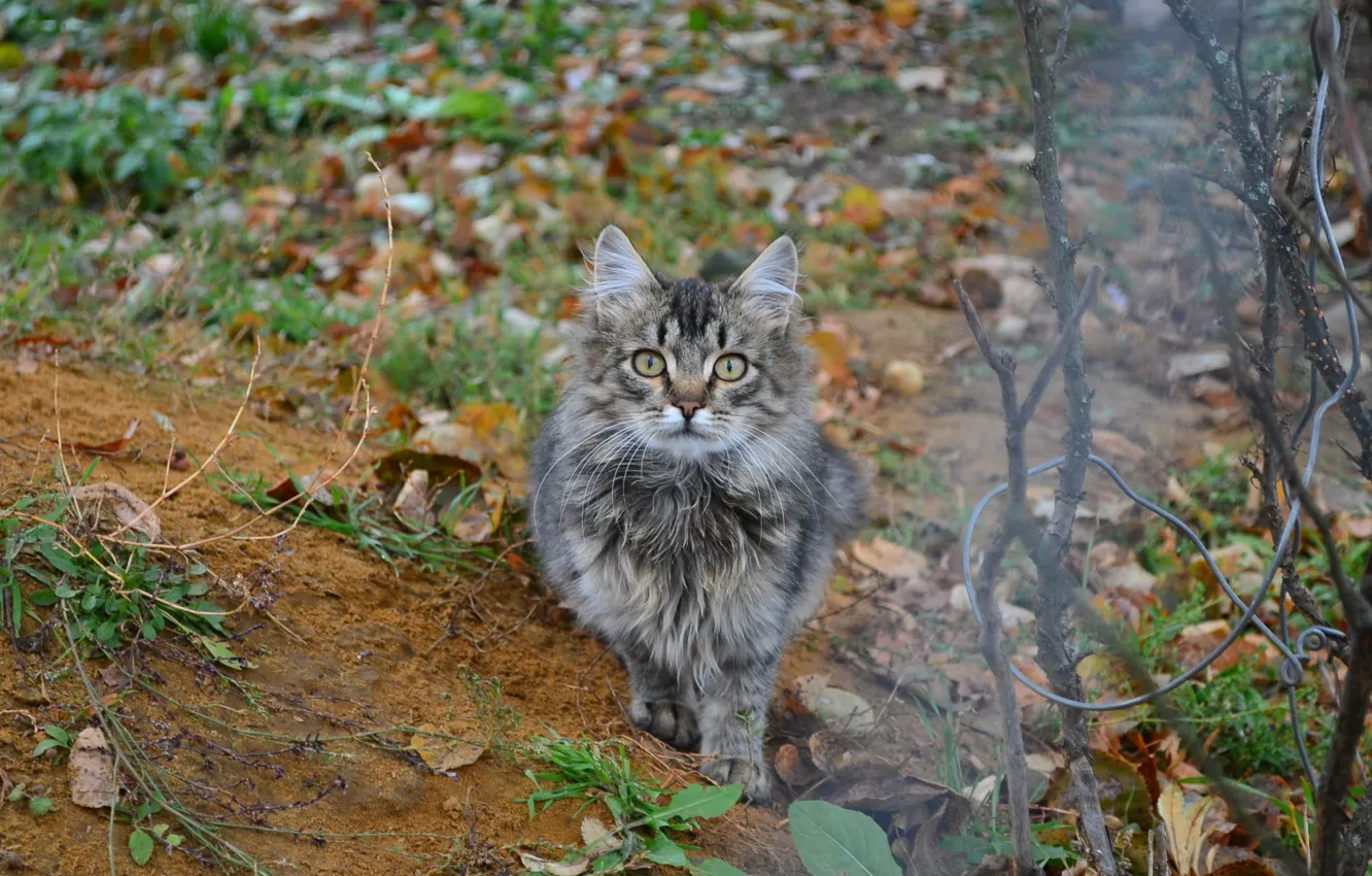 Фото обои осень, кошка, кот, котенок, серый, орел, октябрь, маленький