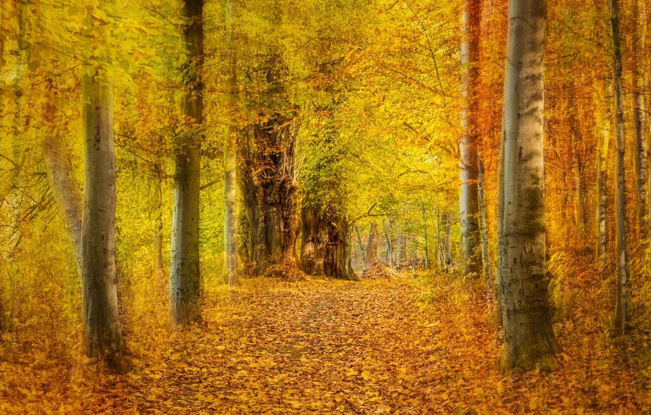 Фото обои осень, лес, листья, деревья, парк, аллея, жёлтые