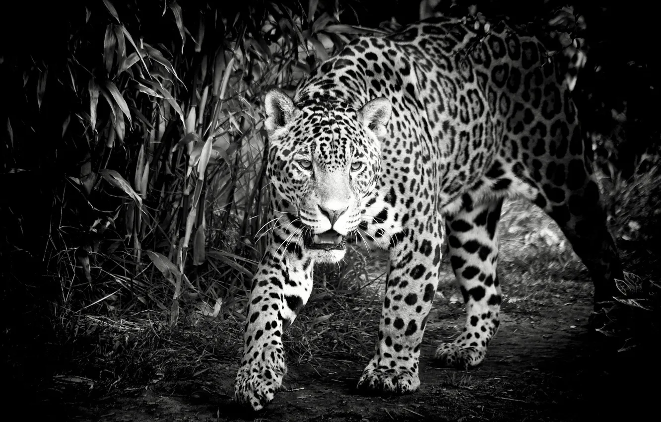 Фото обои морда, хищник, ягуар, черно-белое, дикая кошка