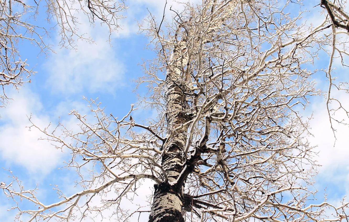 Фото обои зима, дерево, берёза