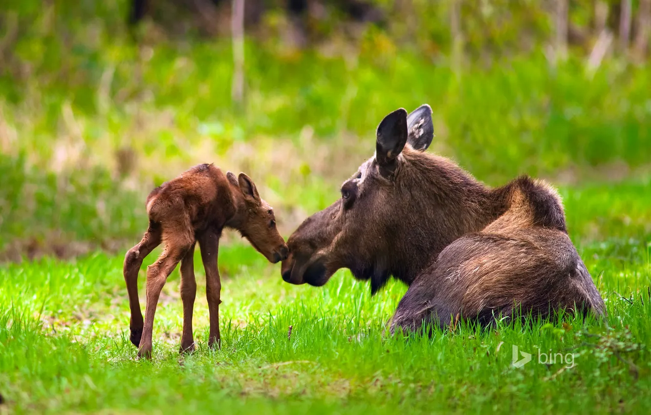 Фото обои лес, трава, USA, США, Alaska, лось, Moose, Anchorage