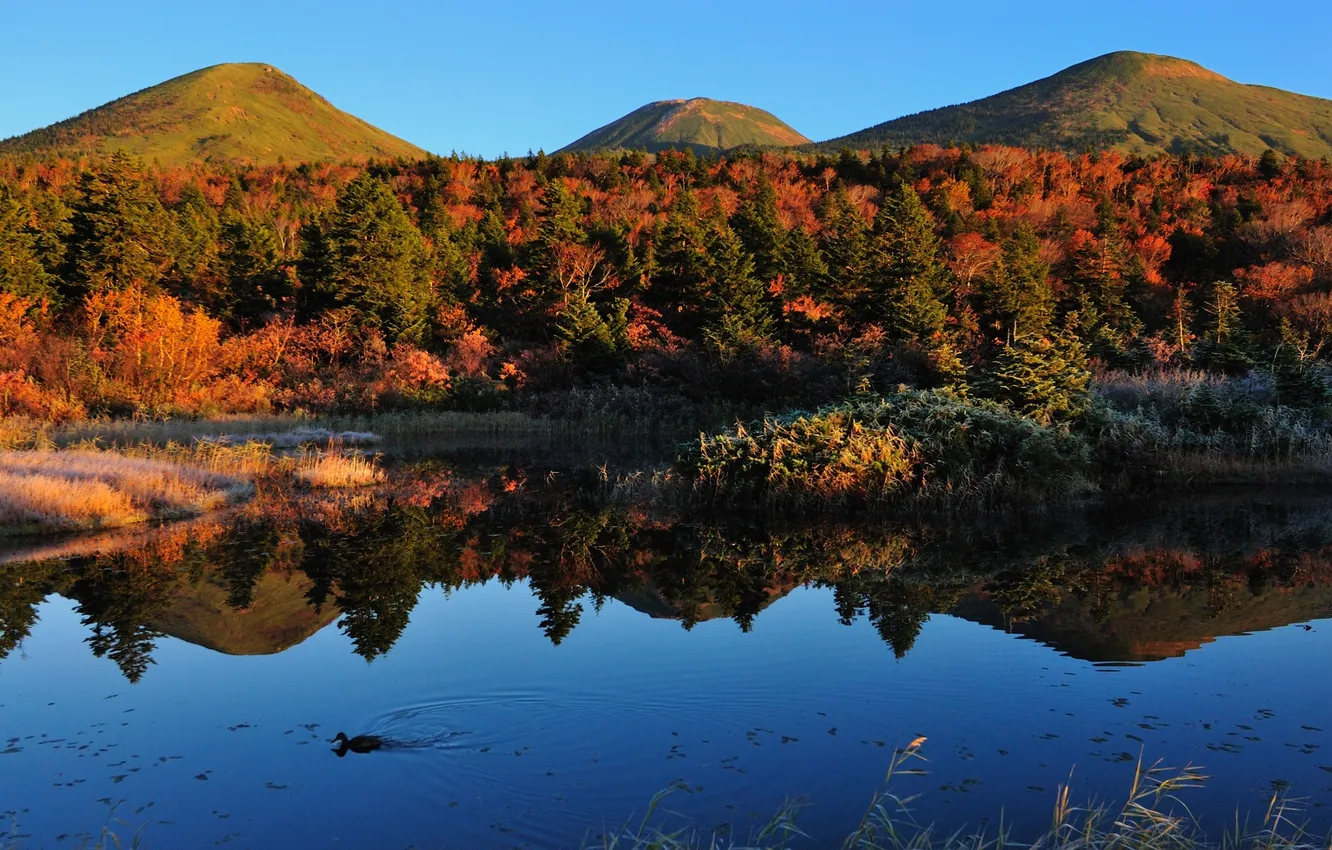 Фото обои осень, вода, деревья, пейзаж, природа, озеро, холмы, утка