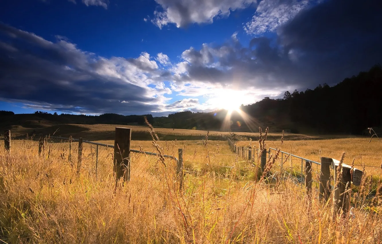 Фото обои поле, лес, солнце, облака, природа, забор, колоски