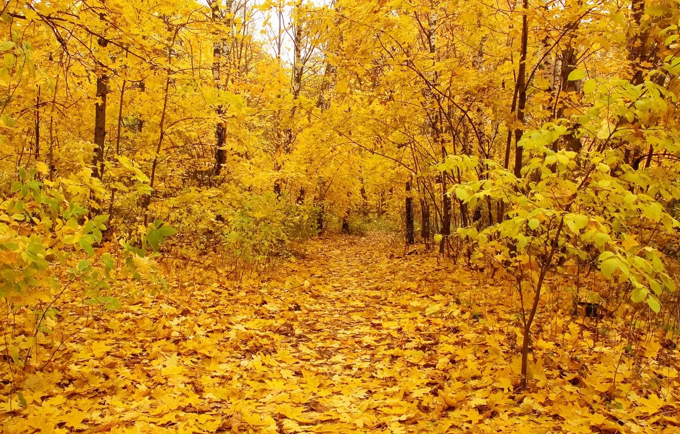 Фото обои листья, деревья, nature, золотая осень, gold autumn