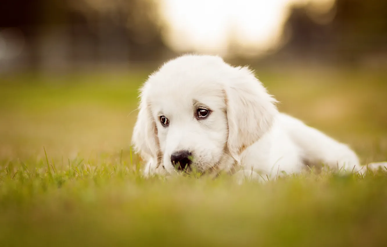 Фото обои грусть, белый, трава, взгляд, поляна, собака, щенок, лежит