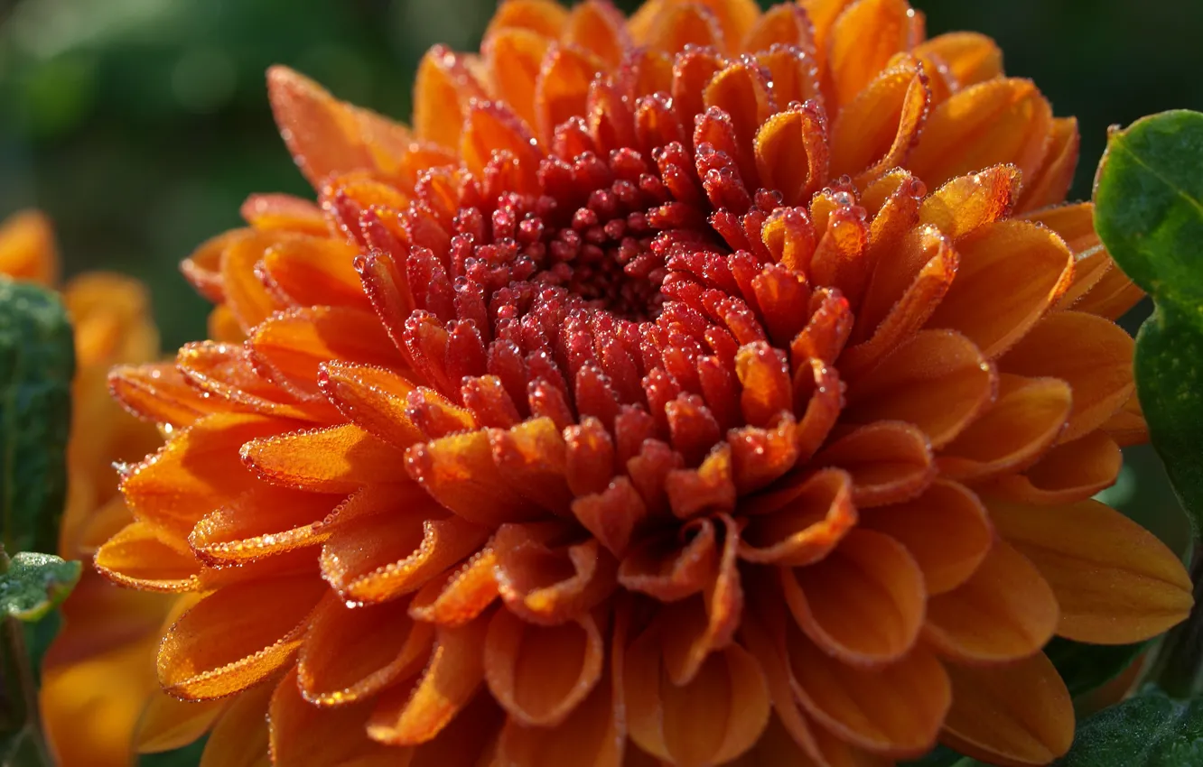 Фото обои цветок, капли, макро, роса, оранжевая, георгина