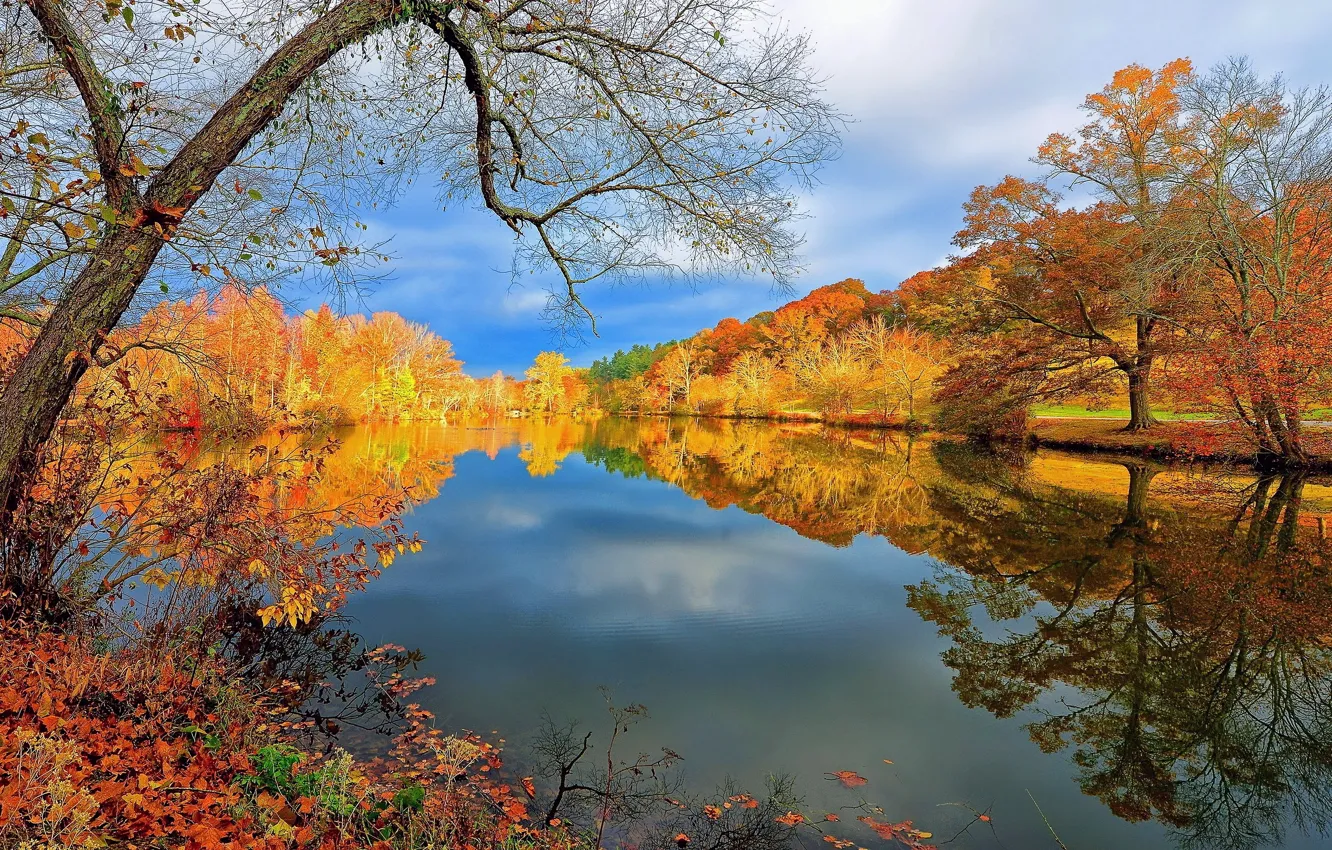 Фото обои trees, autumn, lake