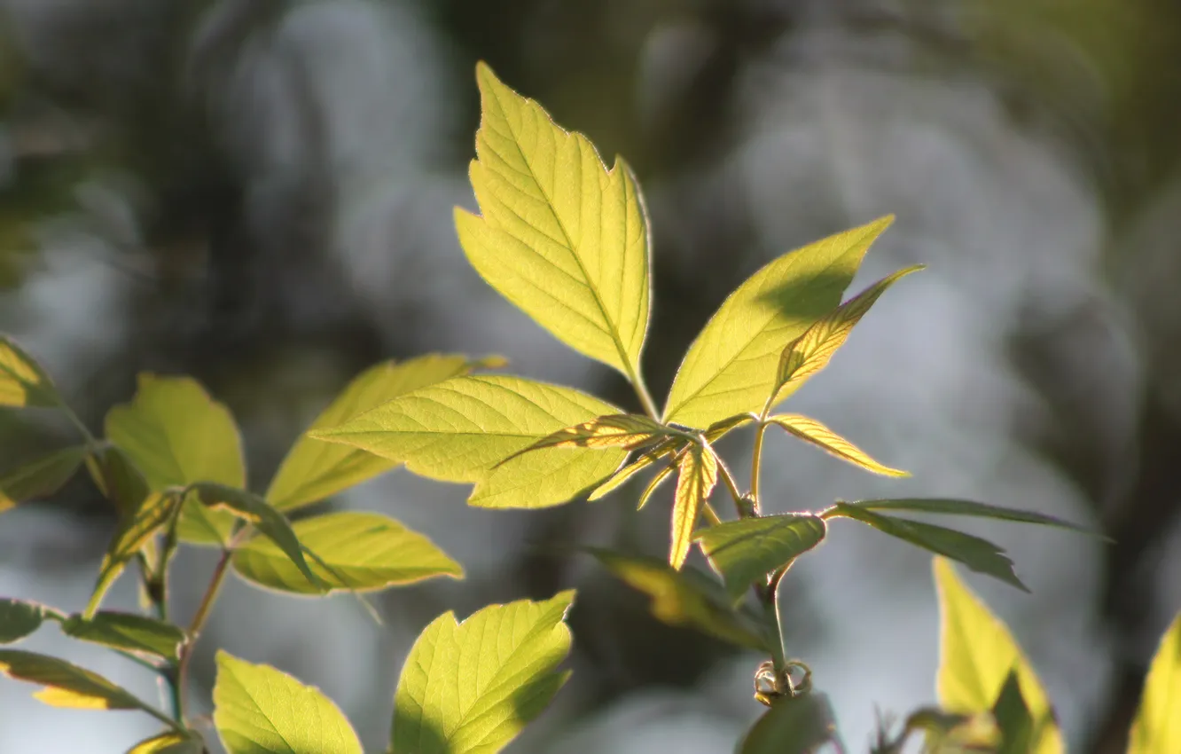 Фото обои green, leaf, twig