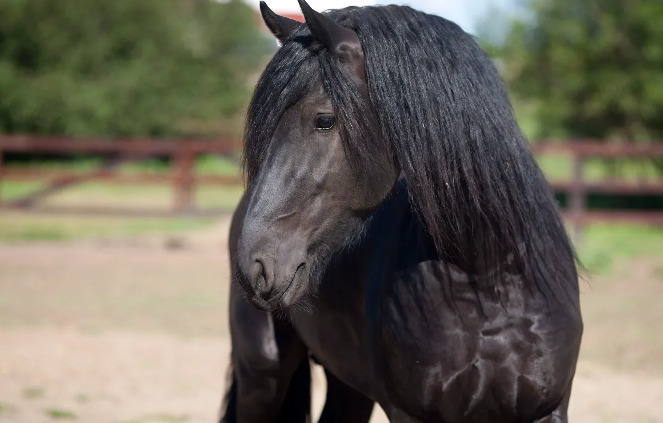 Фото обои конь, лошадь, жеребец, black, красавчик, horse, вороной, stallion
