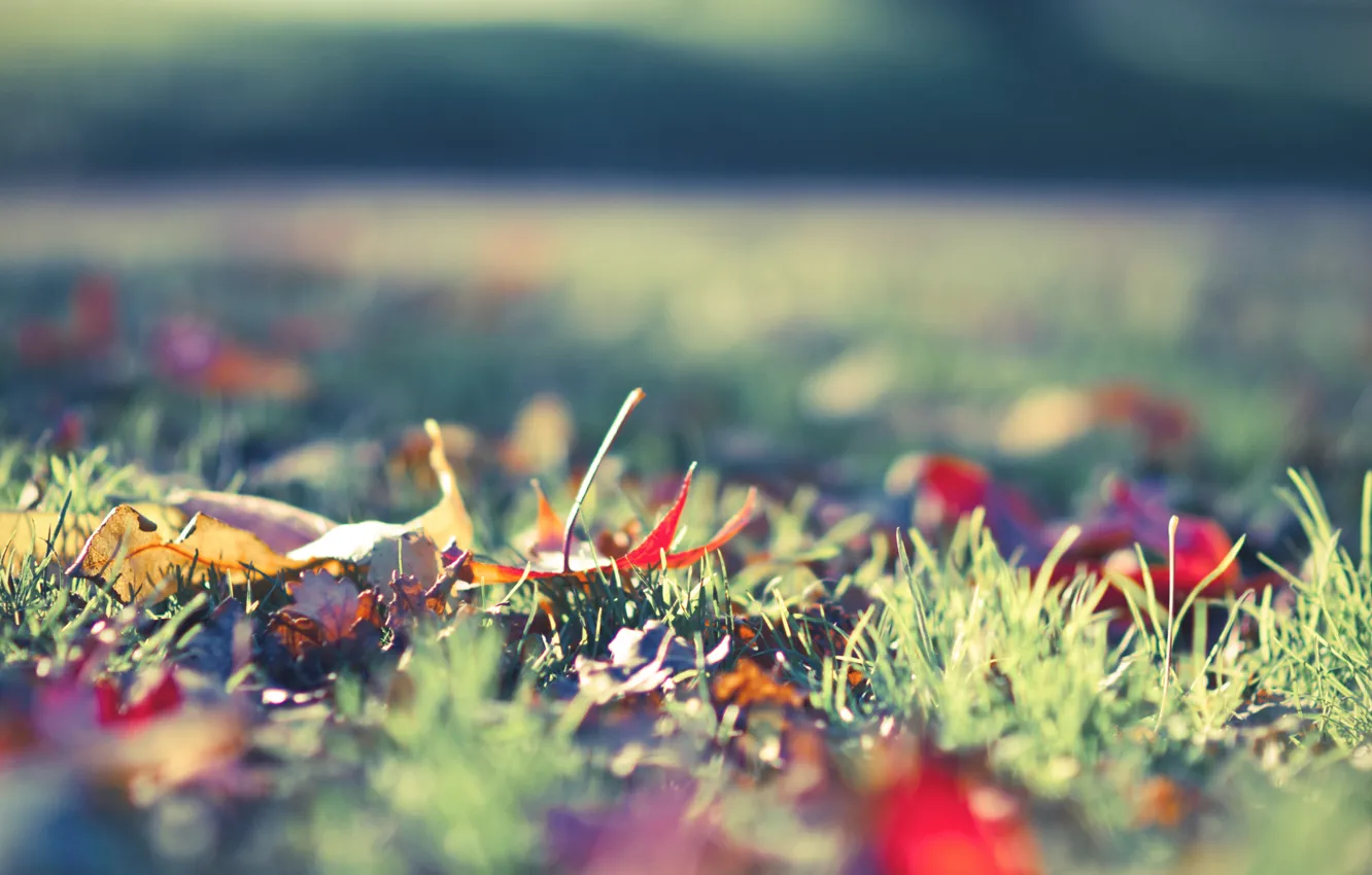 Фото обои осень, трава, макро, листва