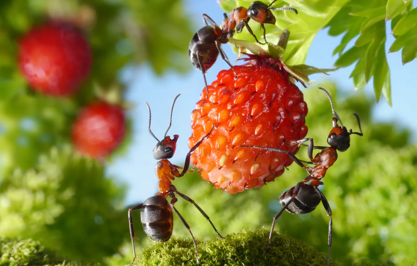 Фото обои зелень, лето, макро, насекомые, ситуация, муравьи, земляника, ягода