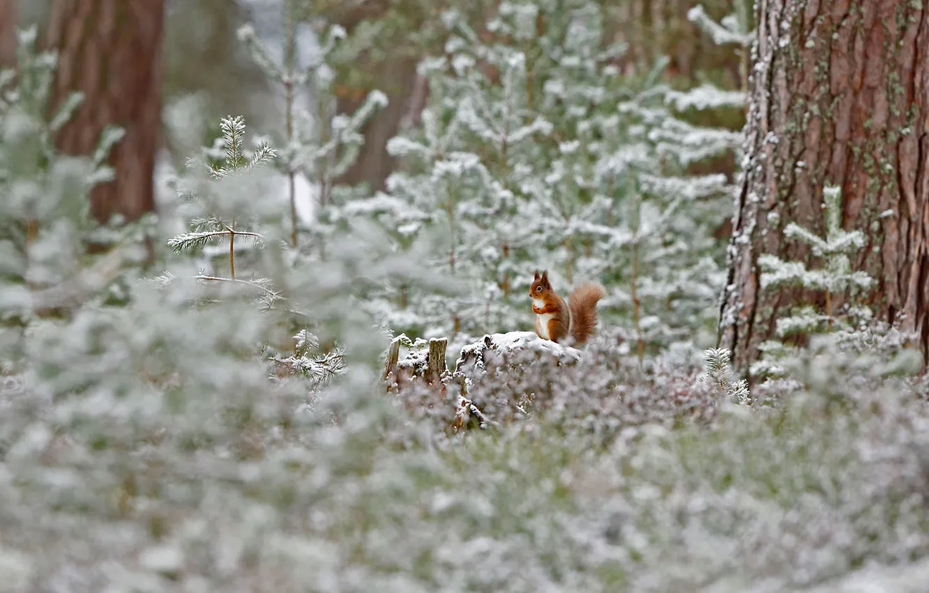Фото обои зима, иней, лес, снег, Шотландия, обыкновенная белка