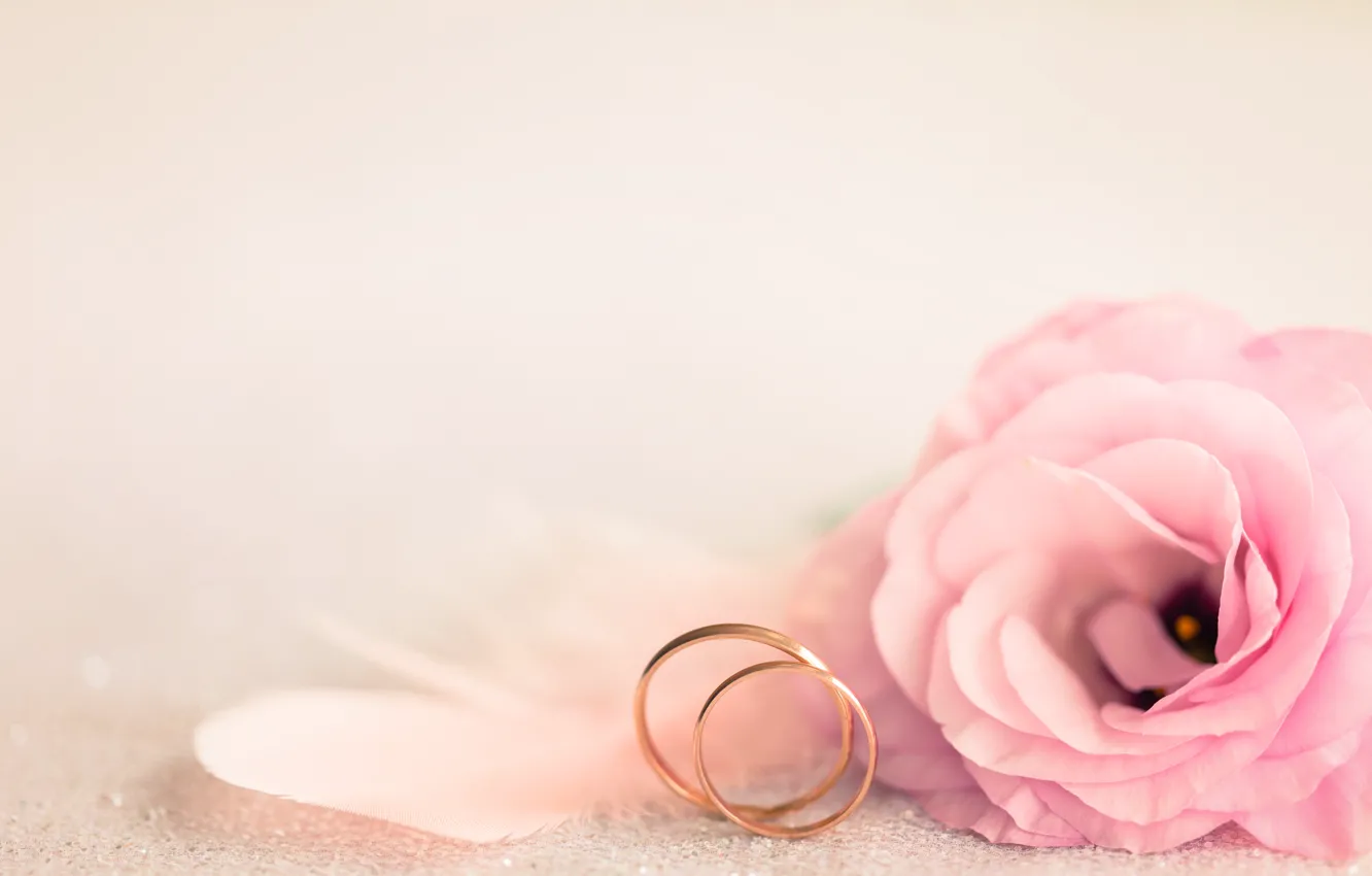 Фото обои розовый, праздник, кольца, свадьба, eustoma
