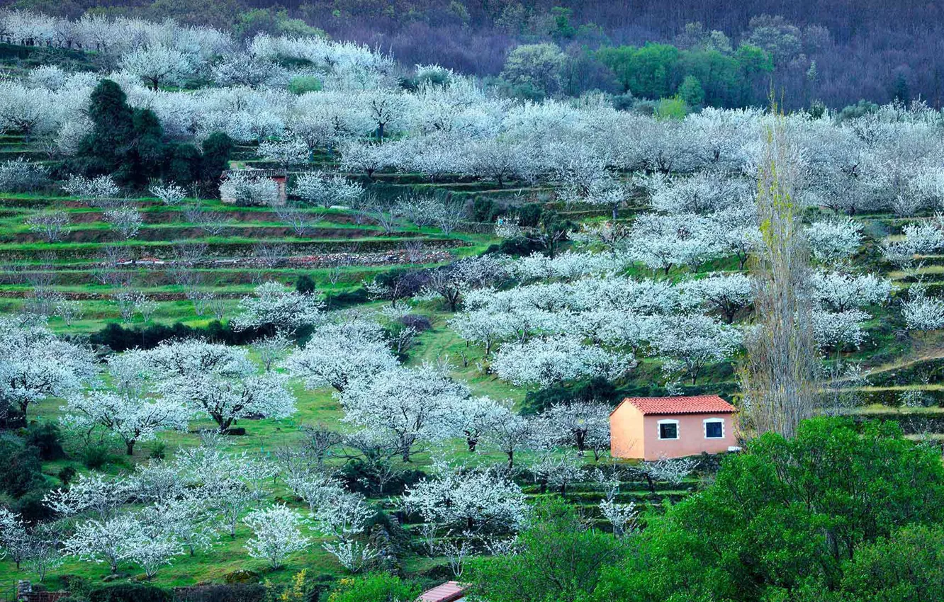 Фото обои вишня, весна, Испания, цветение, Валье-дель-Херте, провинция Касерес
