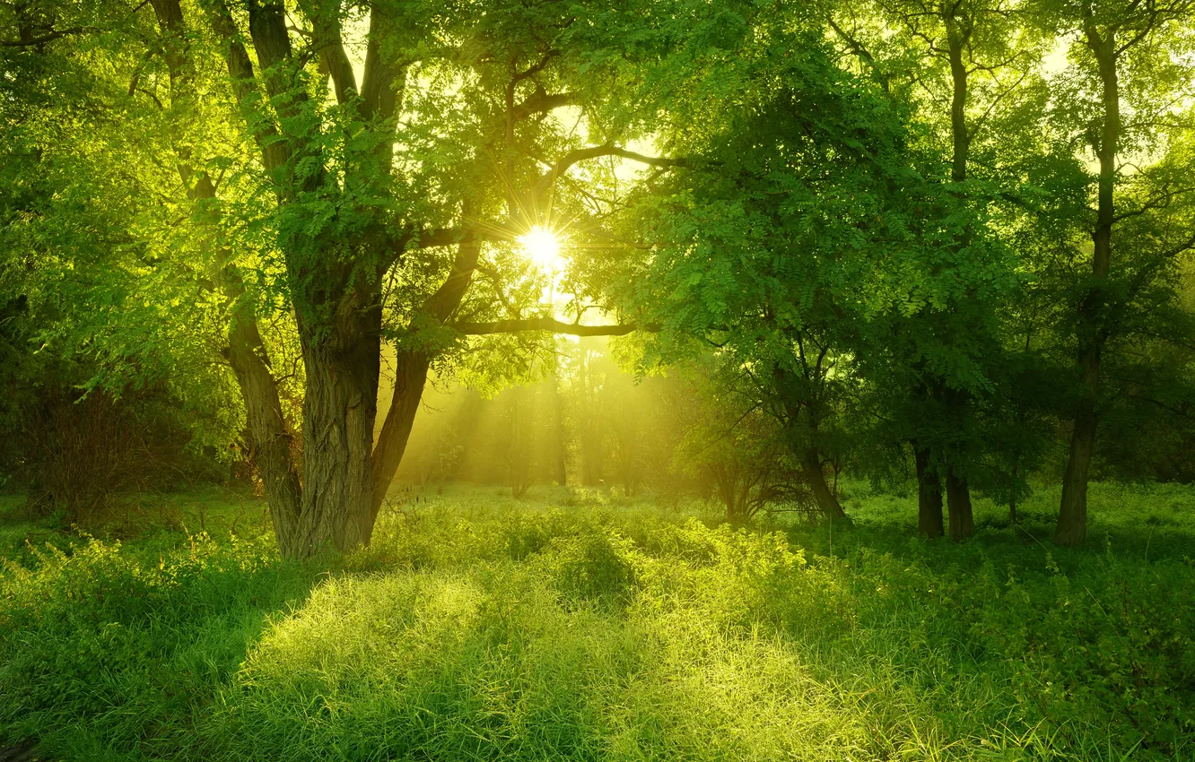 Фото обои лес, трава, деревья, пейзаж, природа, grass, forest, trees