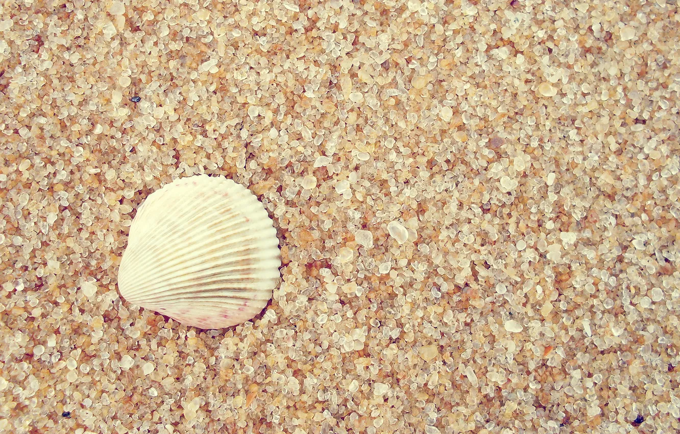 Фото обои песок, макро, ракушка, macro, sand, 2560x1600, shell