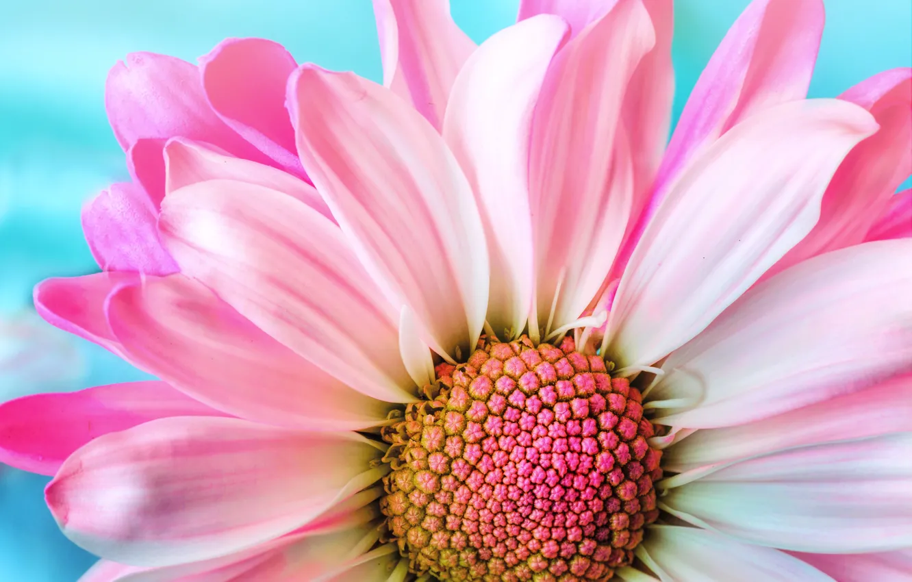 Фото обои макро, фон, розовый, flower, pink, background, daisy, маргаритка