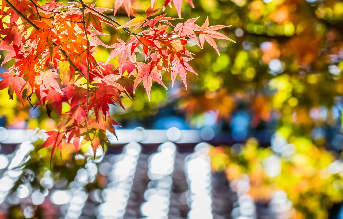 Фото обои осень, листья, макро, блики, дерево, фокус, размытость, Клен