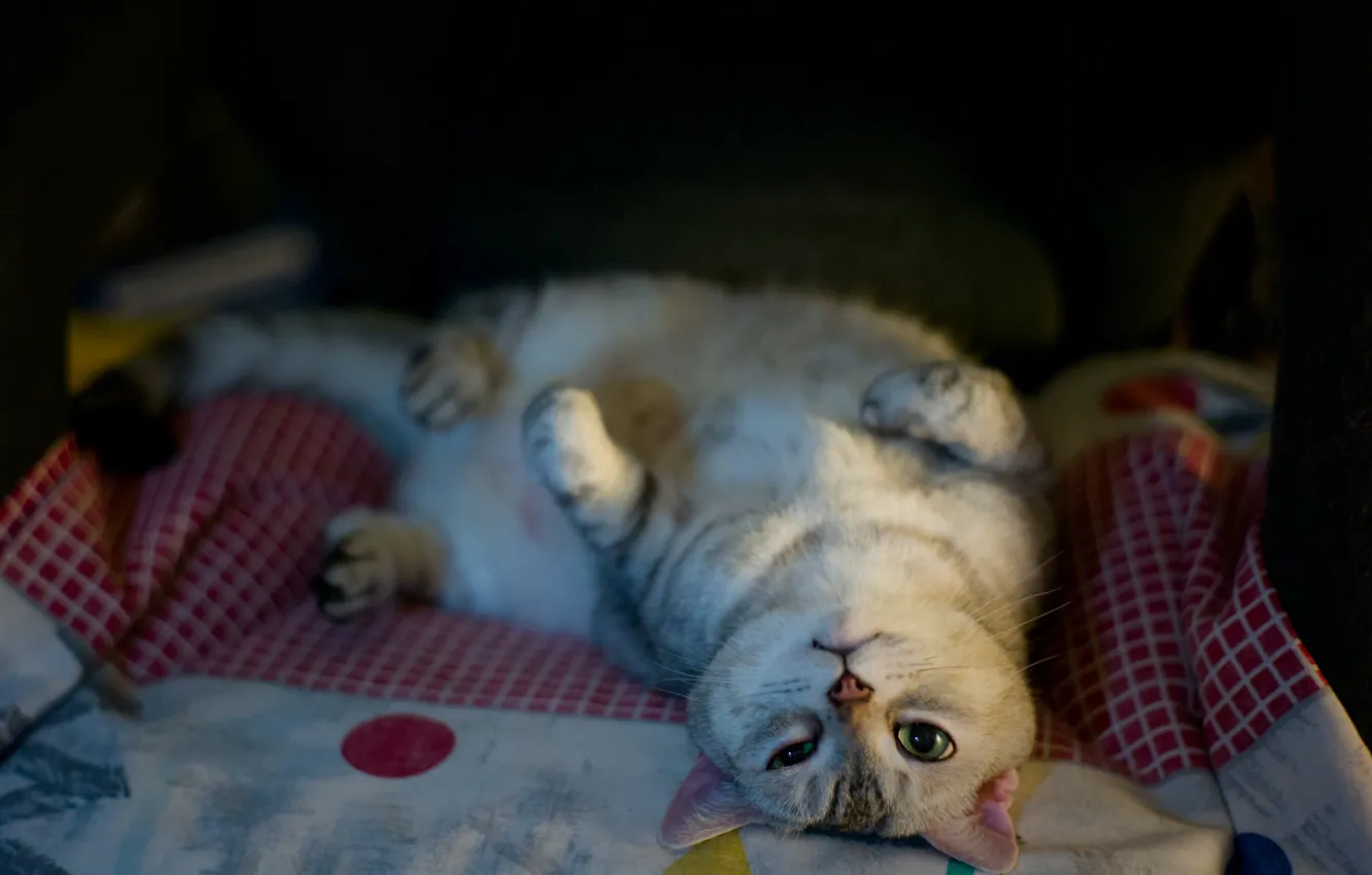 Фото обои кошка, кот, взгляд, поза, мордашка