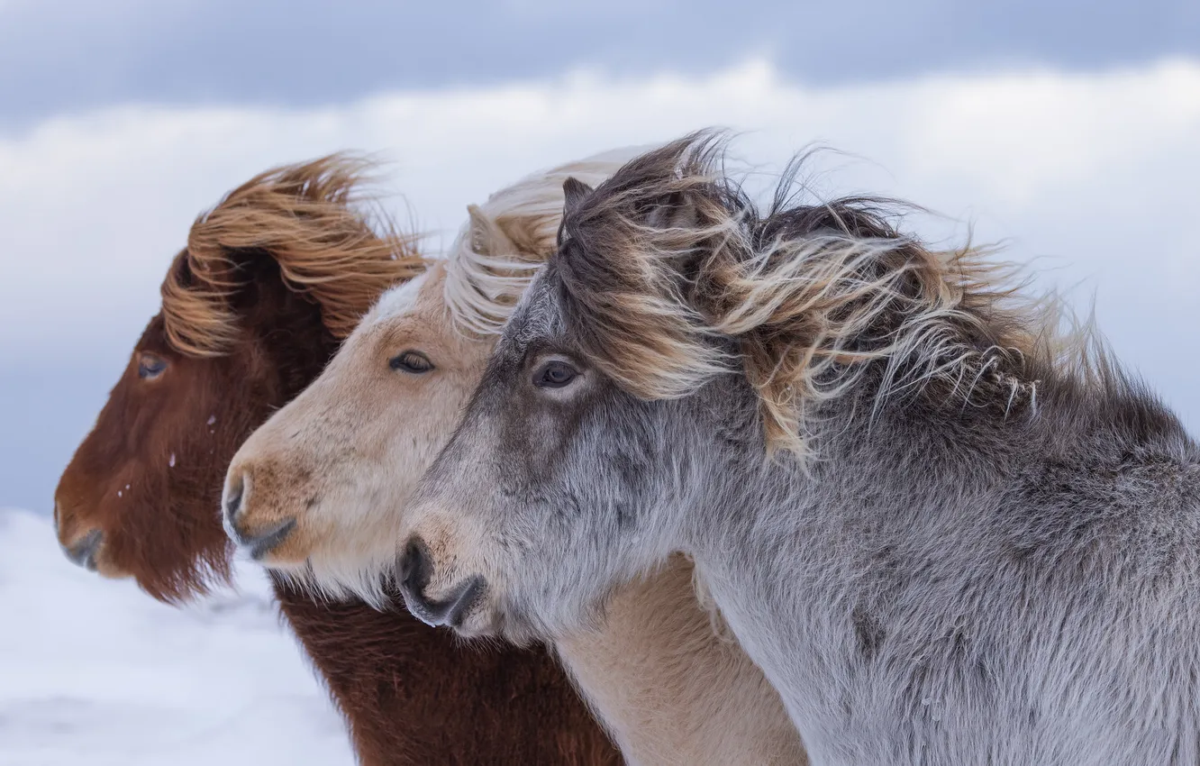 Фото обои лошадь, профиль, трио, лошадка