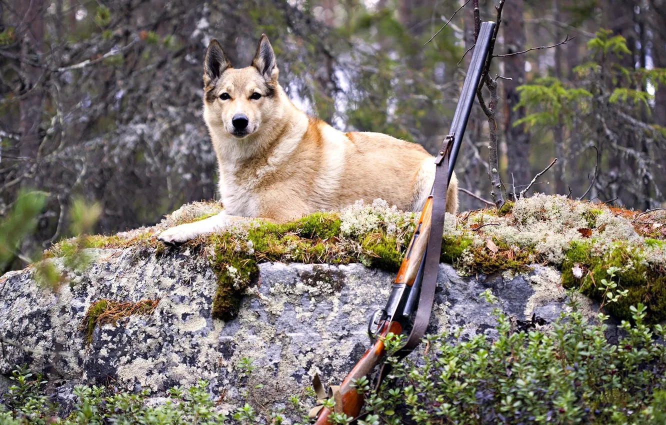 Фото обои лес, собака, пес, охота, ружье
