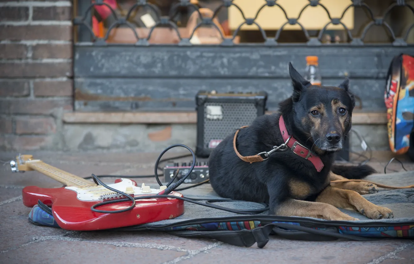 Фото обои улица, гитара, собака