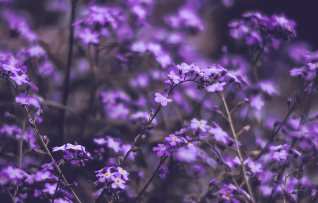 Фото обои цветы, summer, flowers