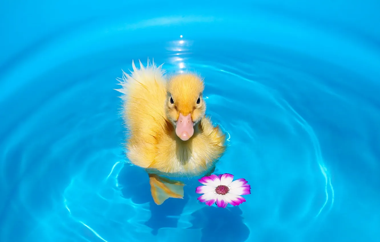 Фото обои animal, pet, duck, first swim