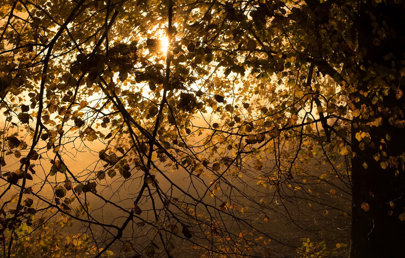 Фото обои листья, свет, дерево
