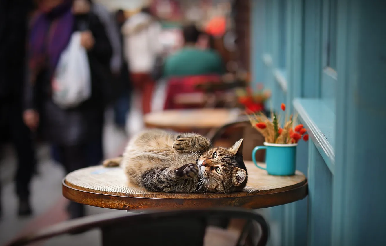 Фото обои кошка, кот, на столе, боке, котейка