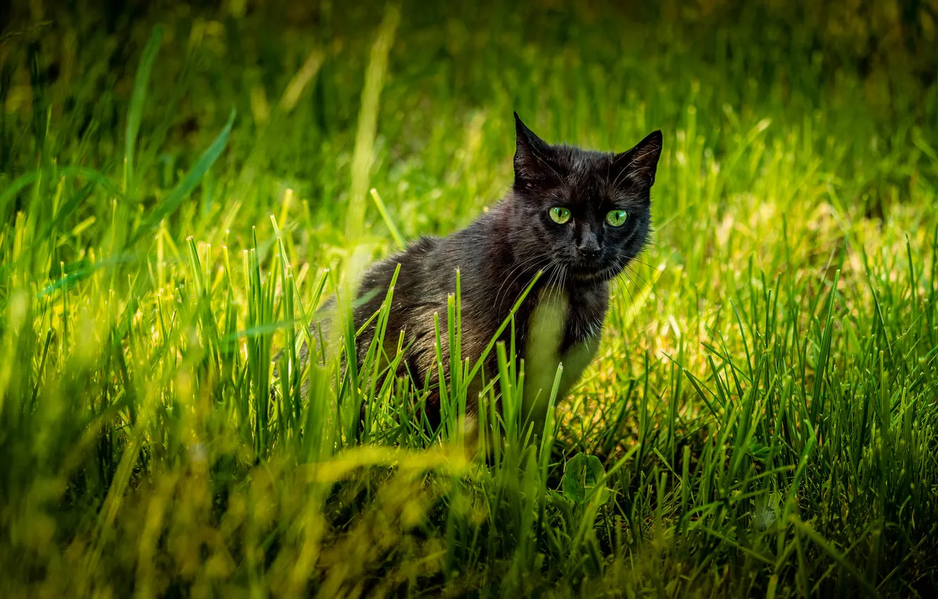 Фото обои кошка, кот, взгляд, поза, мордашка