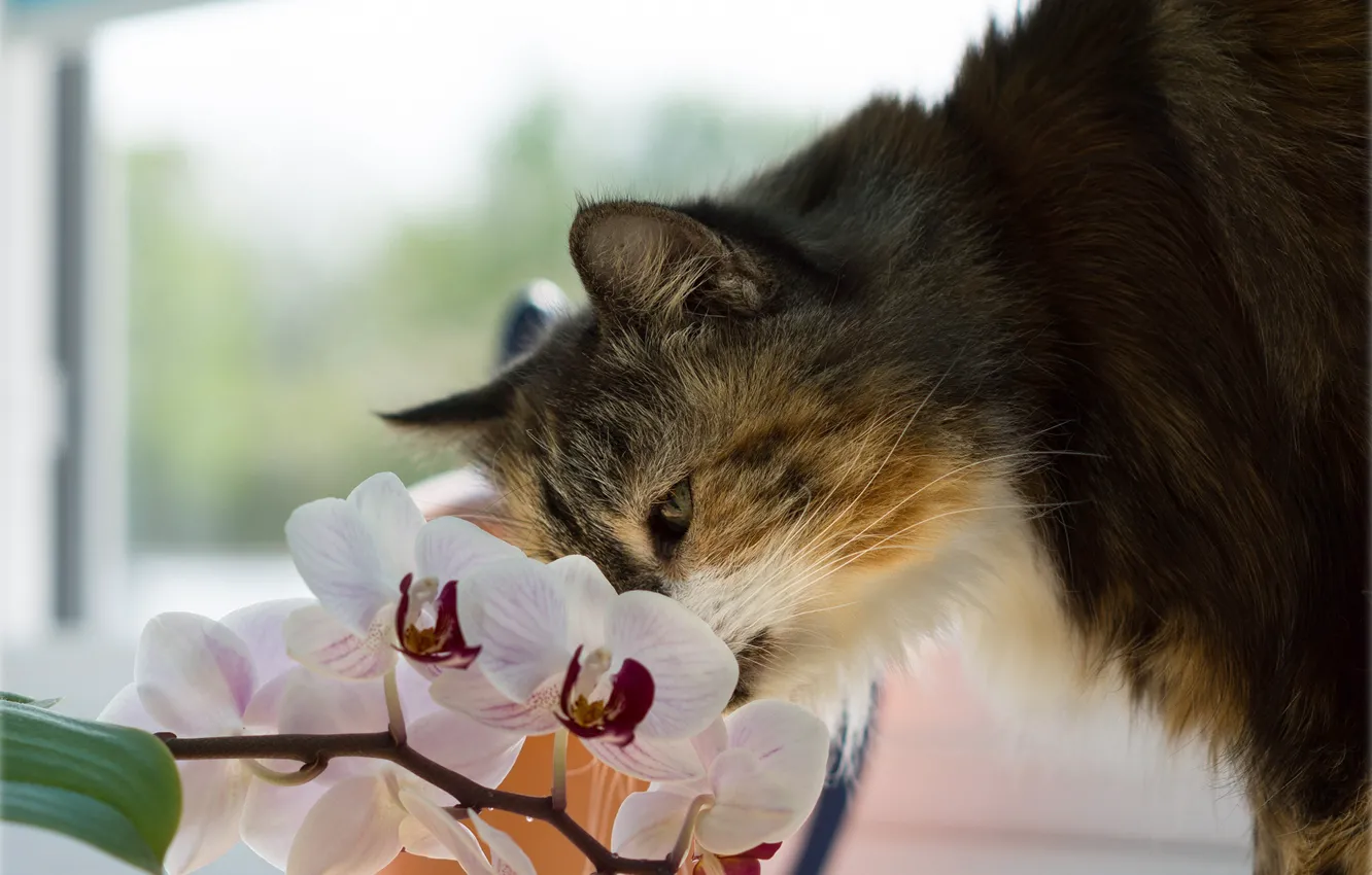 Фото обои кошка, цветок, кот, орхидея