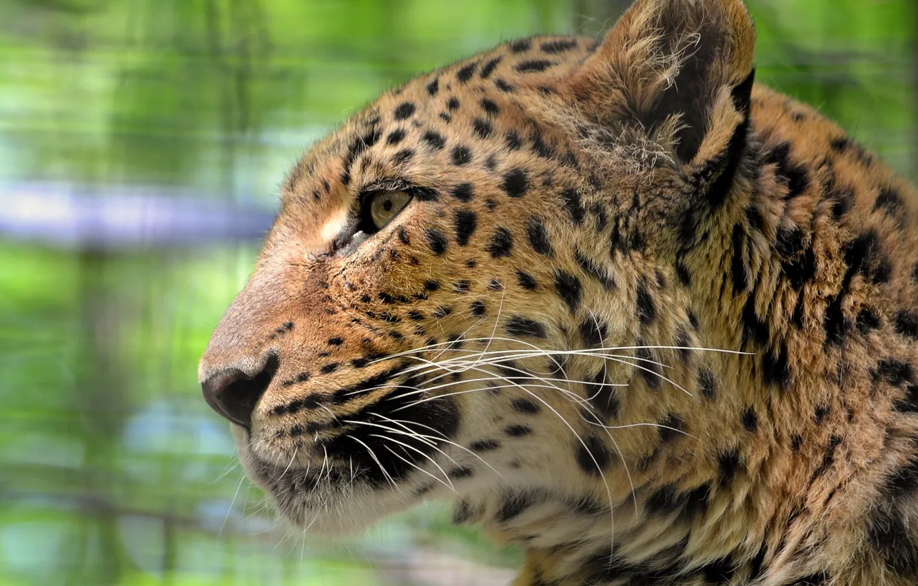 Фото обои усы, взгляд, морда, леопард, leopard, грустный, большая пятнистая кошка, panthera pardus