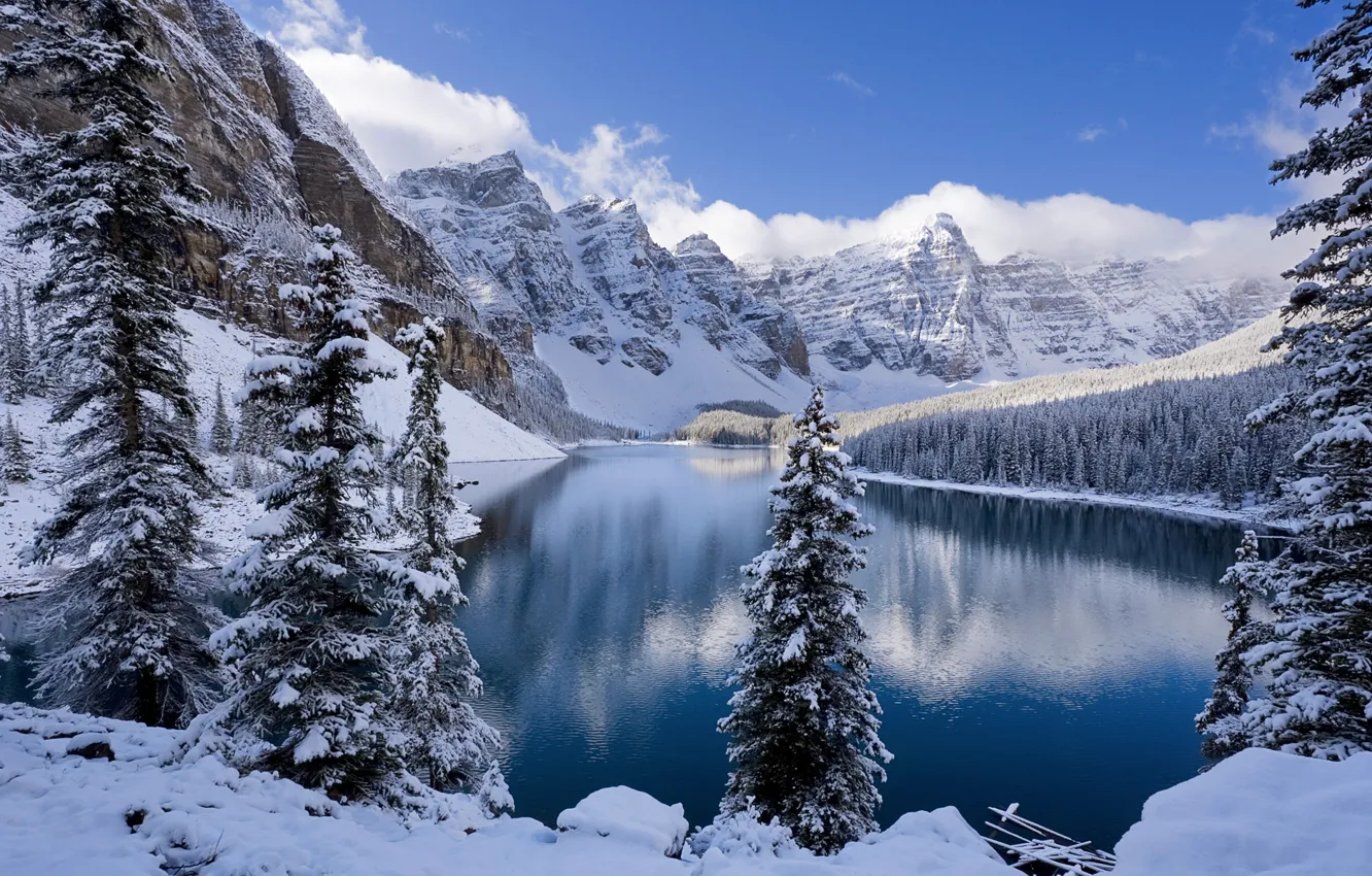 Фото обои зима, лес, снег