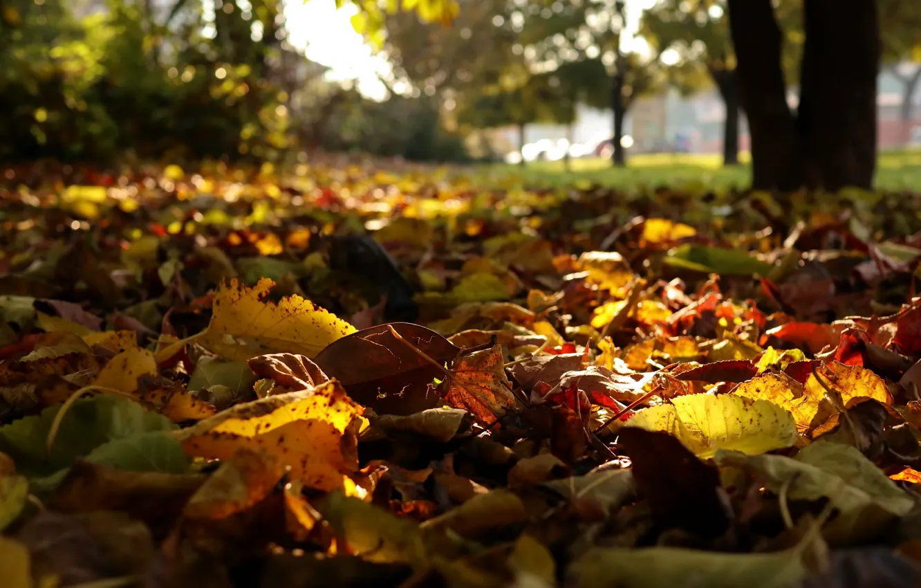 Фото обои листья, природа, город