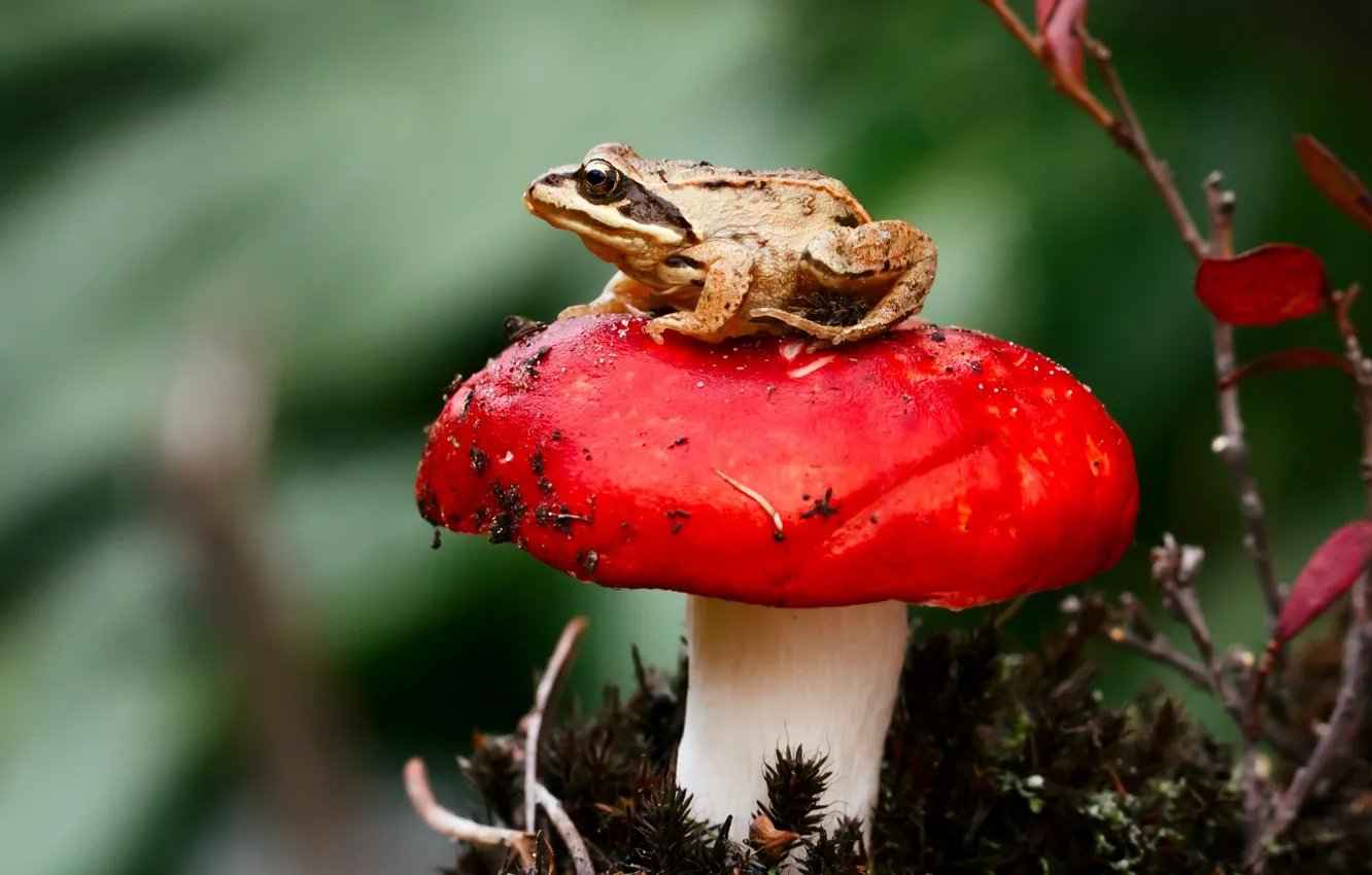 Фото обои макро, гриб, лягушка, сыроежка