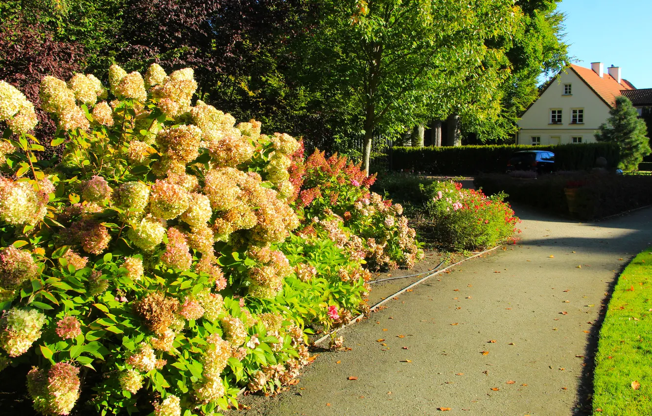 Фото обои park, flower, alley, garden