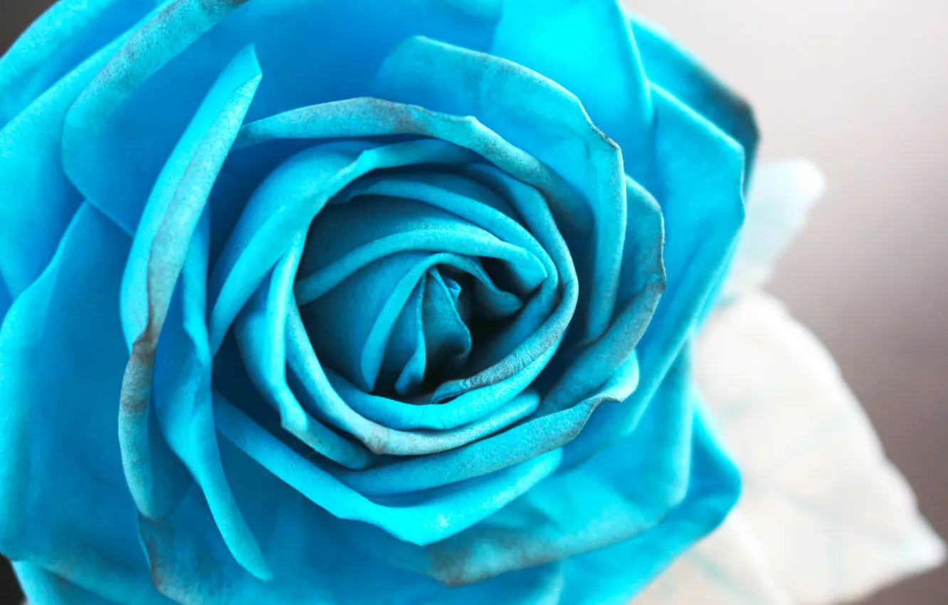 Фото обои синий, голубой, роза