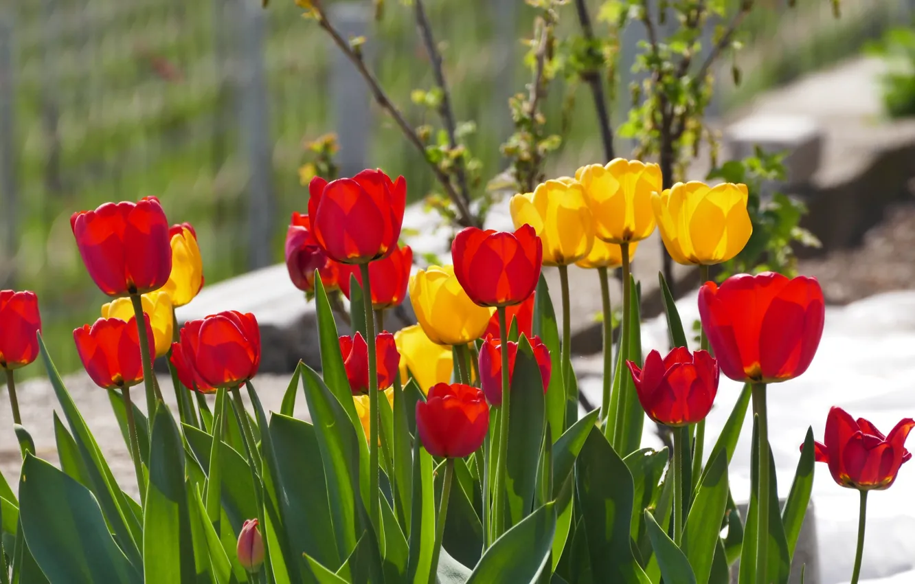 Фото обои цветы, весна, желтые, сад, тюльпаны, красные