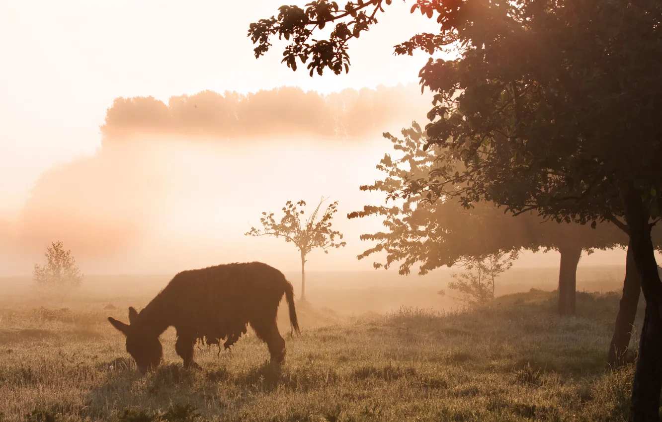 Фото обои поле, природа, туман, утро, ослик