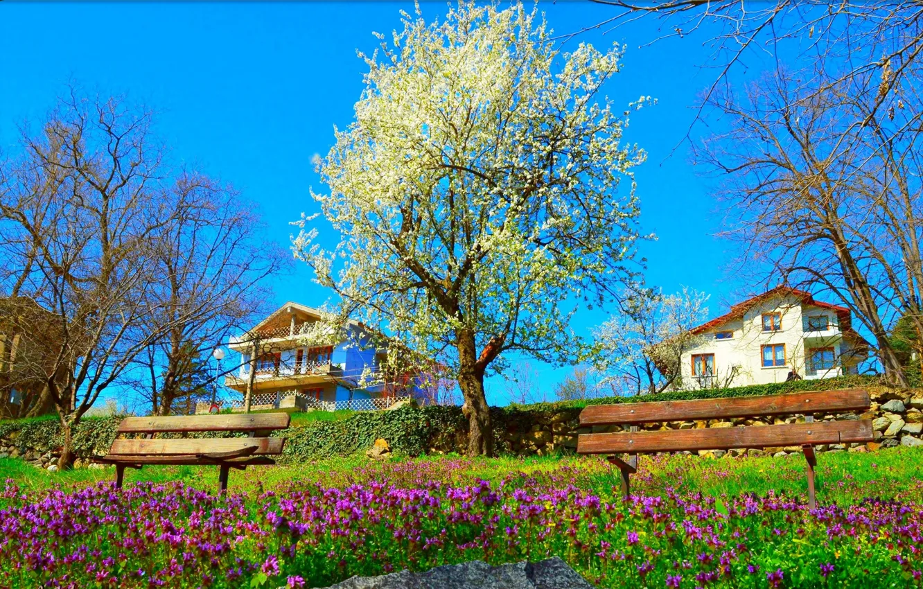 Фото обои Природа, Весна, Парк, Nature, Park, Spring, Цветение, Flowering
