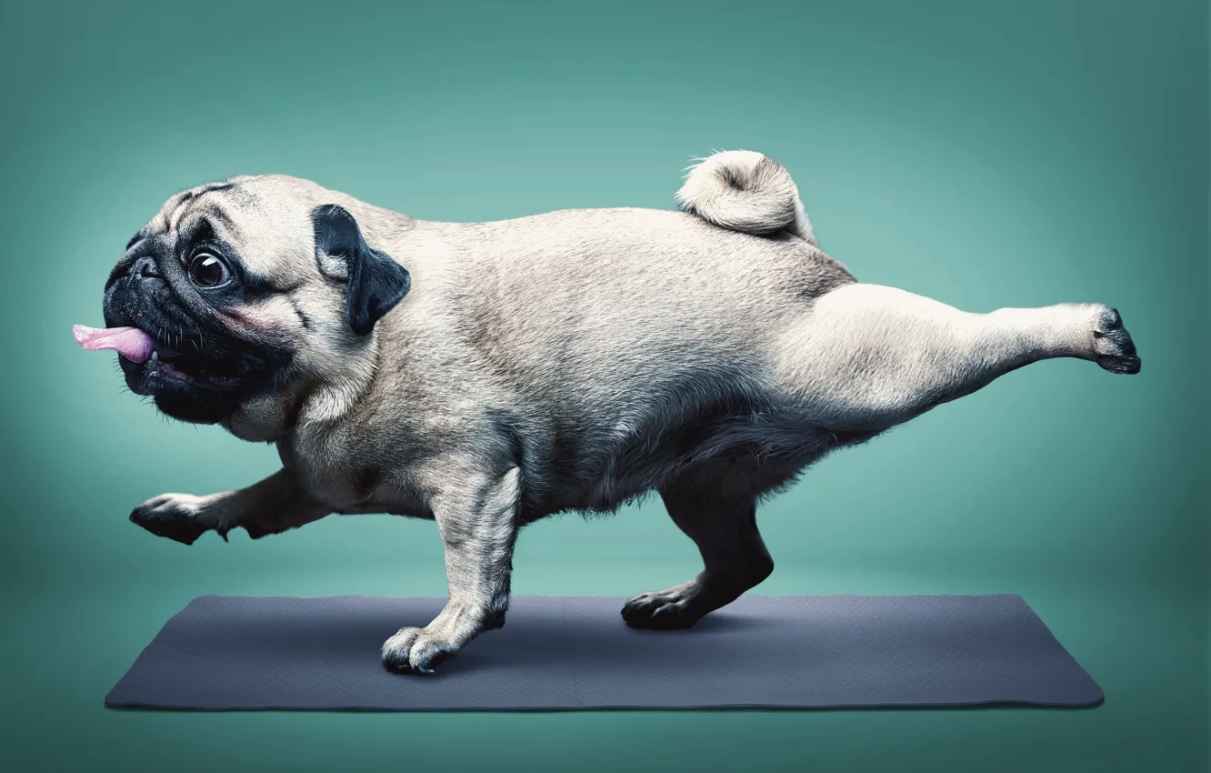 Фото обои Язык, Юмор, Йога, Мопс, Коврик, Yoga, Pug, Happy Dog