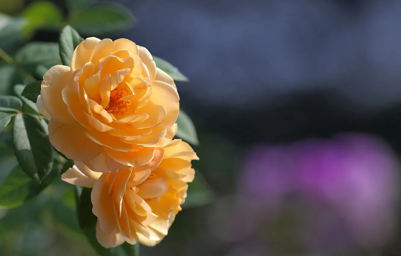 Фото обои фон, розы, желтые