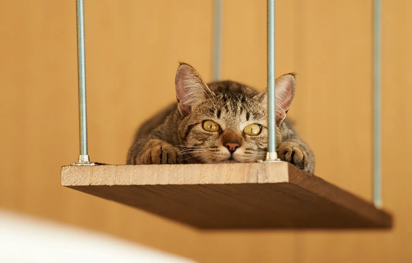 Фото обои eyes, Cat, animal, swing, paws, fur, mustache, ears